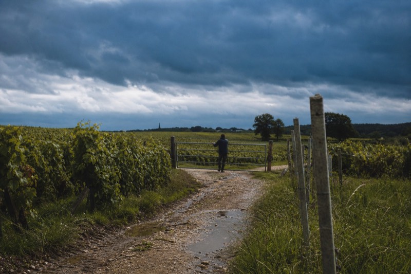 Saint-Emilion Private Half-Day Wine Tour