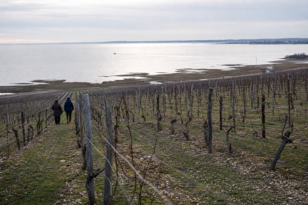 Vineyard rows on gravel soil stretching toward a river estuary, no text, no logos, no people